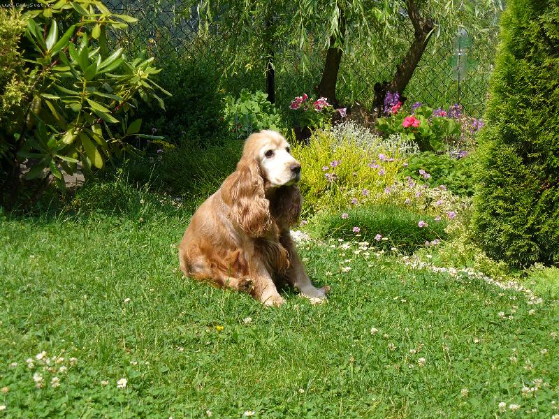 Foto: Jessi na zahrad�-Pr� mam nejdel�� u�i?