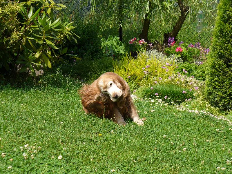 Foto: Jessi na zahrad�-n�kdy ale u�i bol�