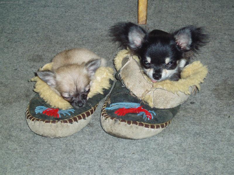 Foto: To se n�m kr�sn� spink�-Jeles-le od Vyd�� z�toky a Amar od Dorrinky