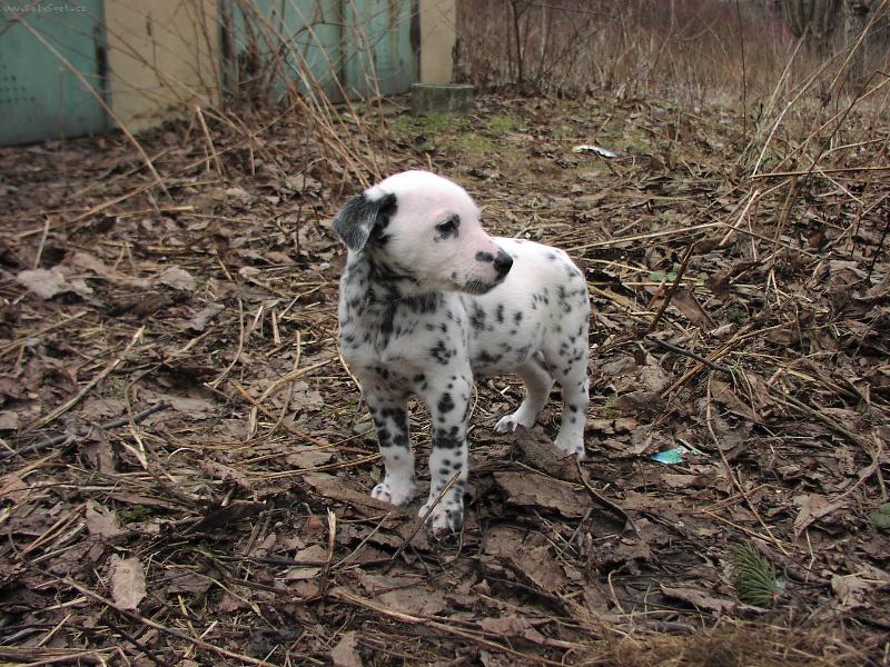 Foto: Tracynka,nen� n�dhern�?Je,je,je je......-kdy� j� bylo 2 m�s�ce