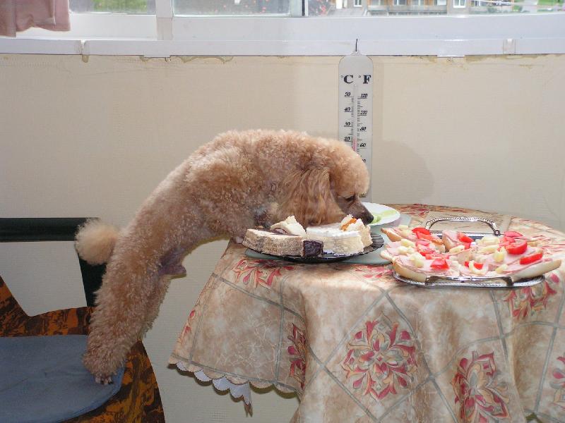 Foto: Z�kusky mi nejedou,ale t� zelenin� neodol�m.-Honem je�t� kousek!