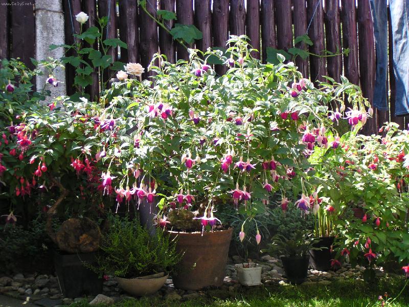 Foto: To je na�e kr�lovna