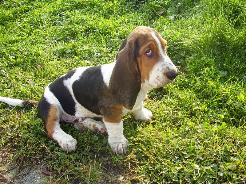 Foto: N� mil��ek-Kokn�te se jak m�m smutn� o�i