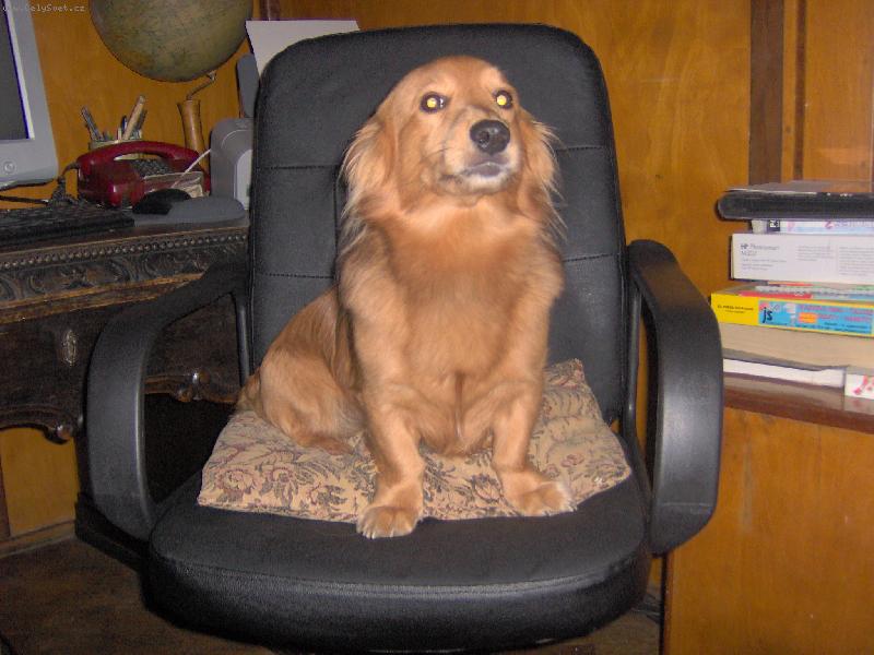 Foto: Ferda-Koukejte jak� m�m kr���sn� nov� k�eslo!