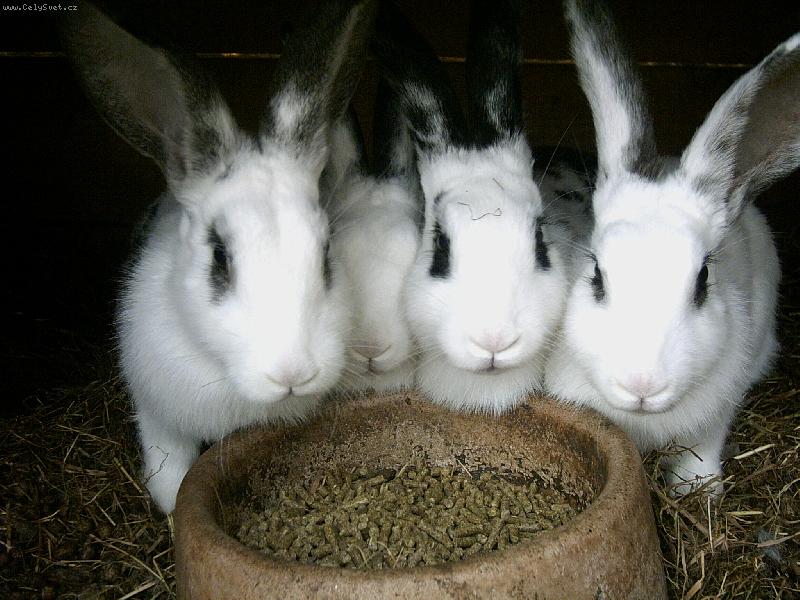 Foto: Kr�l��ci-Klid ho�i,na ka�d�ho se dostane