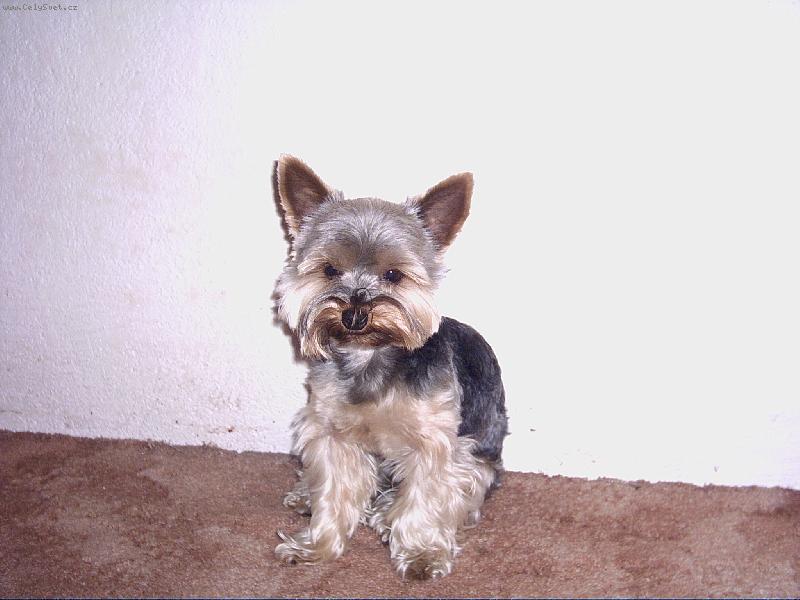 Foto: Nellinka-To je m�j Yok��rek