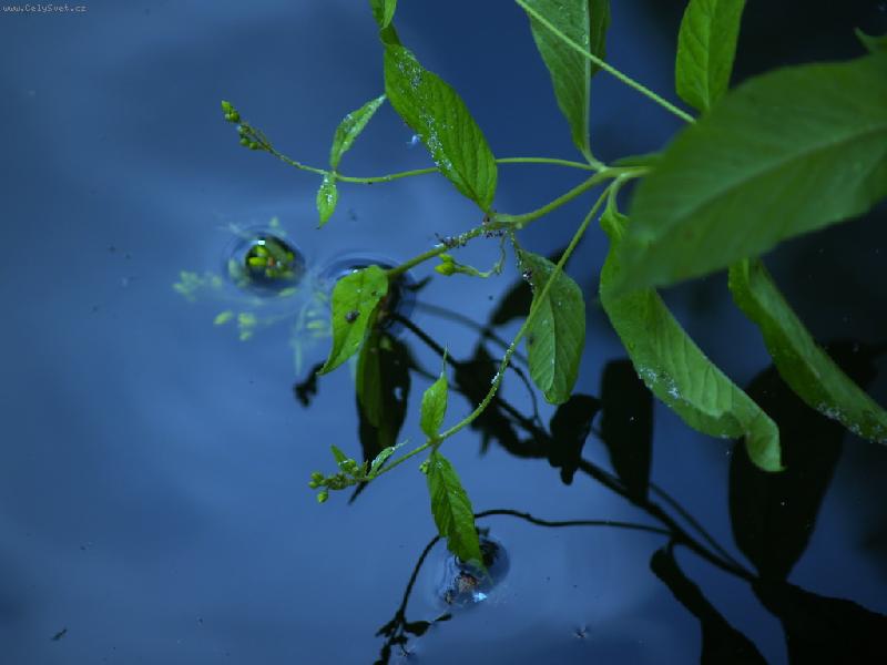 Foto: nezn�m� rostlina rozko�n� rostouc� do azurov� modr� vody