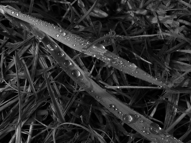 Foto: lep�� ne� rann� k�va