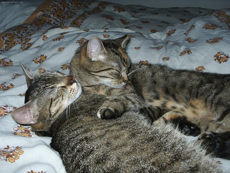 Foto: Na�e mazlinky-Ko�ky co si padnou do oka se r�di mazlej�