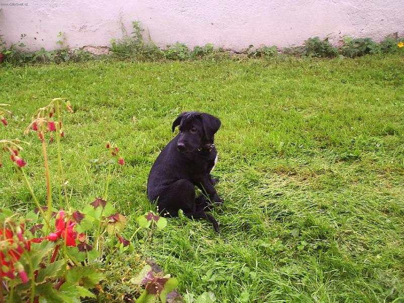 Foto: k��enec labradora+oha�e-princezna Aki