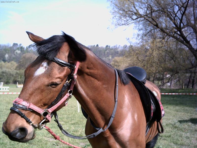 Foto: �enynka-Blb� mouchy u� m� �tvou