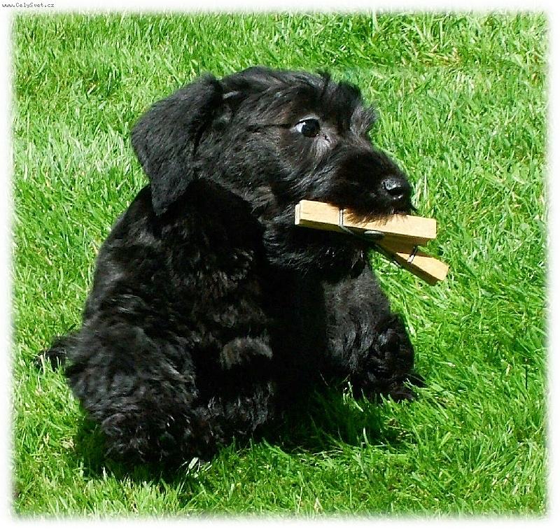 Foto: �t�n� s kol��ky-�t�n� �esk�ho teri�ra Hera Melina Bohemica uko�istila dva kol��ky na pr�dlo.