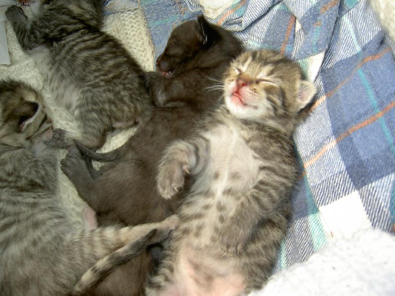 Foto: ko�i�ka-no jo mno �lov�f po  ob�du mus� b�t :D