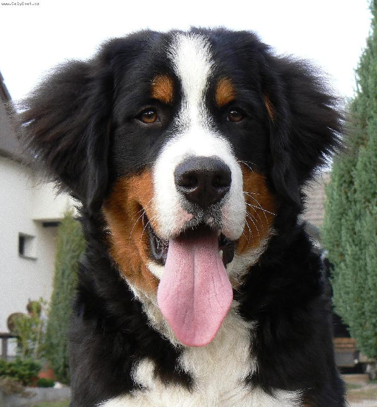 Foto: Jsem, ale ko�en :)