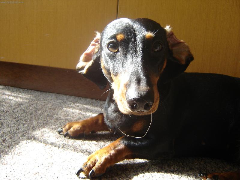 Foto: Dorotka-princezna se zlat�m chlupem na �um��ku :)