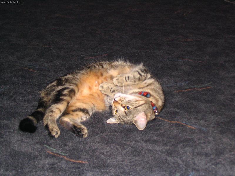 Foto: Rozmazlen� ko�ka-To to je velice rozmazlen� ko�ka jm�nem Sisi