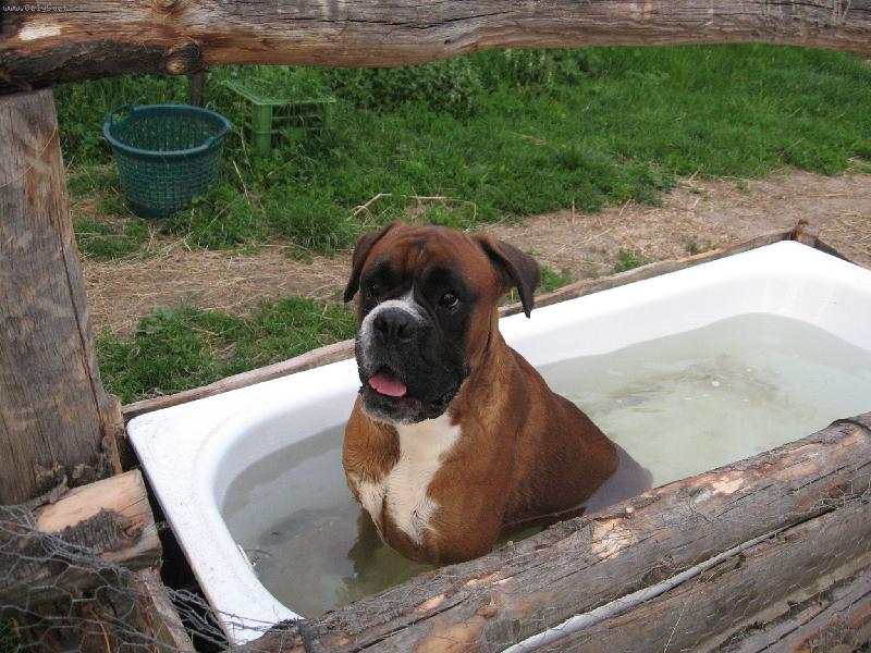 Foto: N� sany se moc r�d koupe-Boxer ve van�