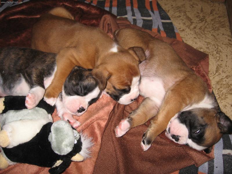 Foto: Na�e �t�st��ka-Spinkaj�c� �t��ata