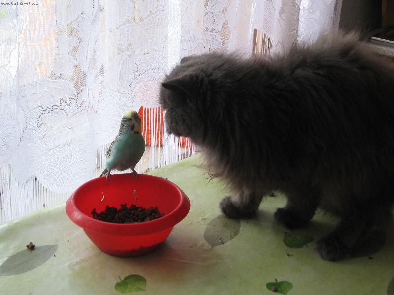 Foto: Tak si taky zobni-Per�anka s andulkou