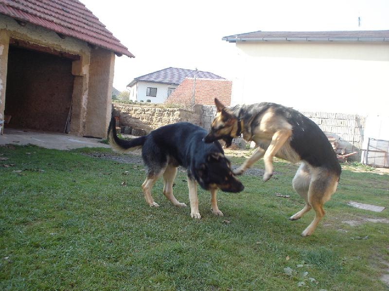 Foto: Pupy-Pupynka krot� sv�ho kamar�da Ronyho