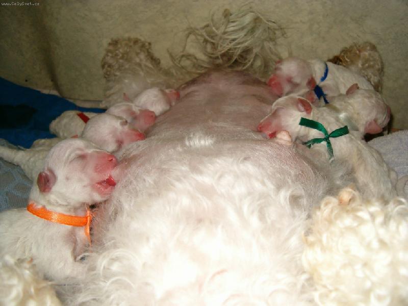 Foto: saj�c� sp�c�-1.den �ivota