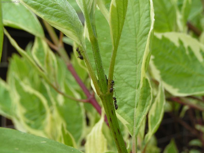 Foto: Mravenci-pracuj�c� mravene�ci