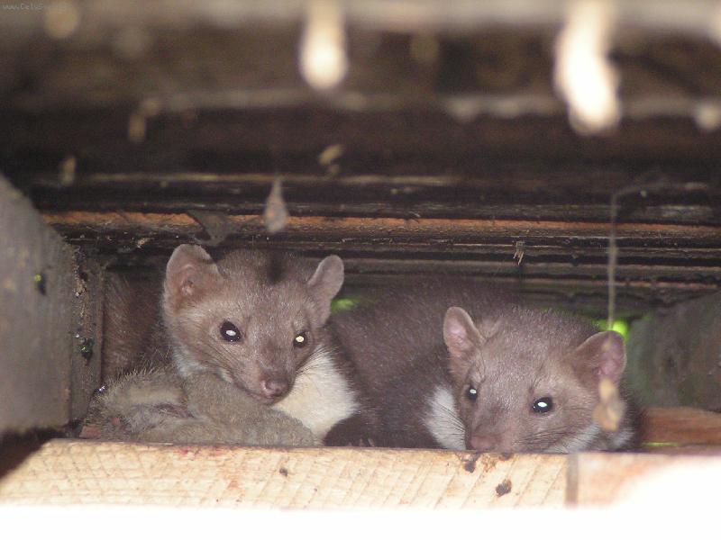 Foto: Kuna-kuny i s �lovkem