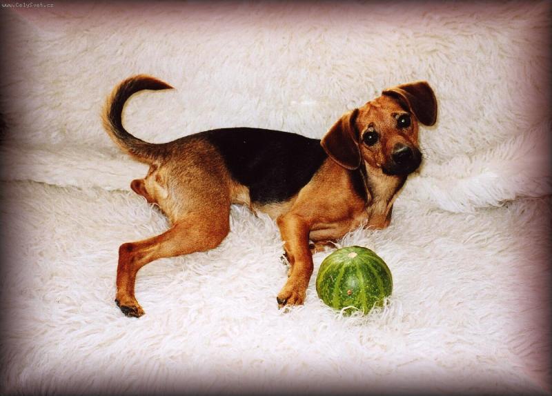 Foto: Modelka-vo��ek s tykv�