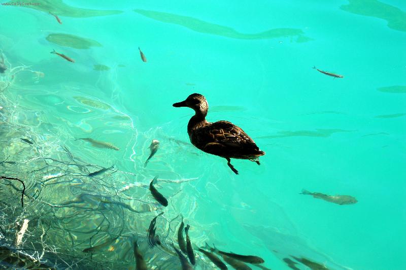 Foto: Plitvick� jezera-poklidn� sou�it�