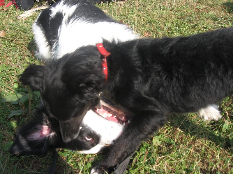 Foto: Bonie versus Jessy-Neboli jak si prcek um� zkrotit obra!