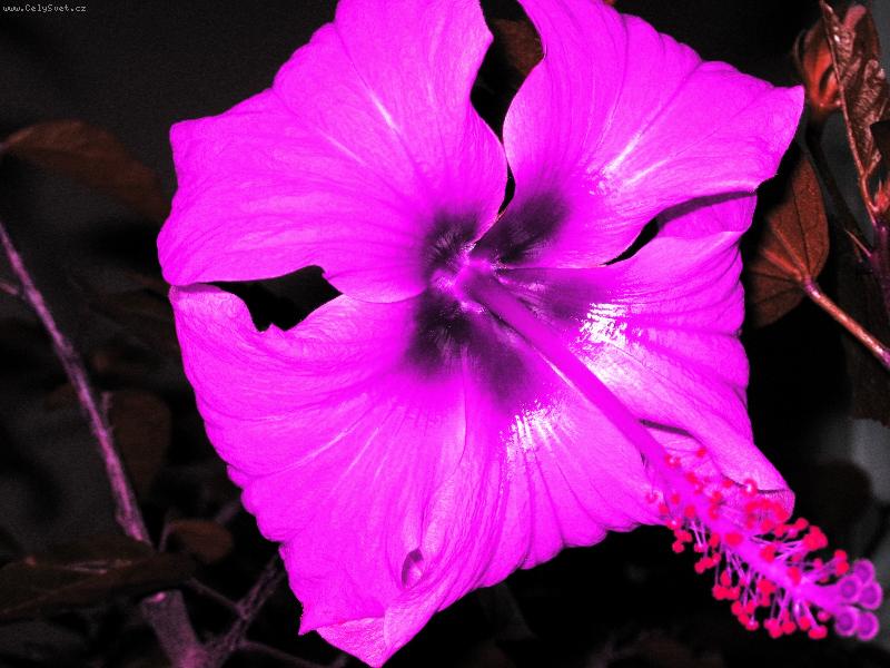 Foto: Odm�na za celoro�n� starost-Dnes rozkvetl a m� je�t� 8poupat