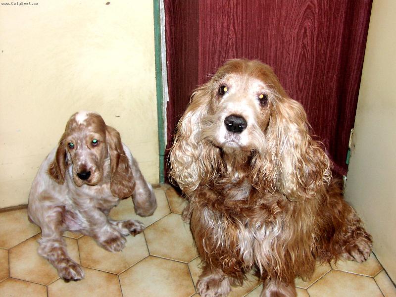 Foto: Anglick� Kokr�pan�l, otec se synem-Tak nev�m, co s t�m �t�n�tem budeme d�lat............