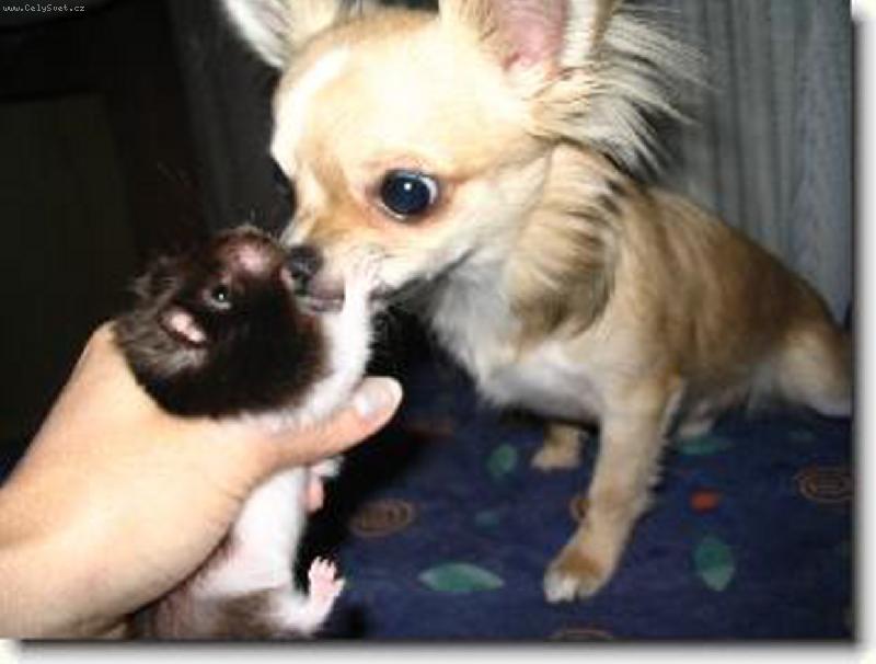 Foto: kdy u� pochop� kdo je tady p�nem!!!