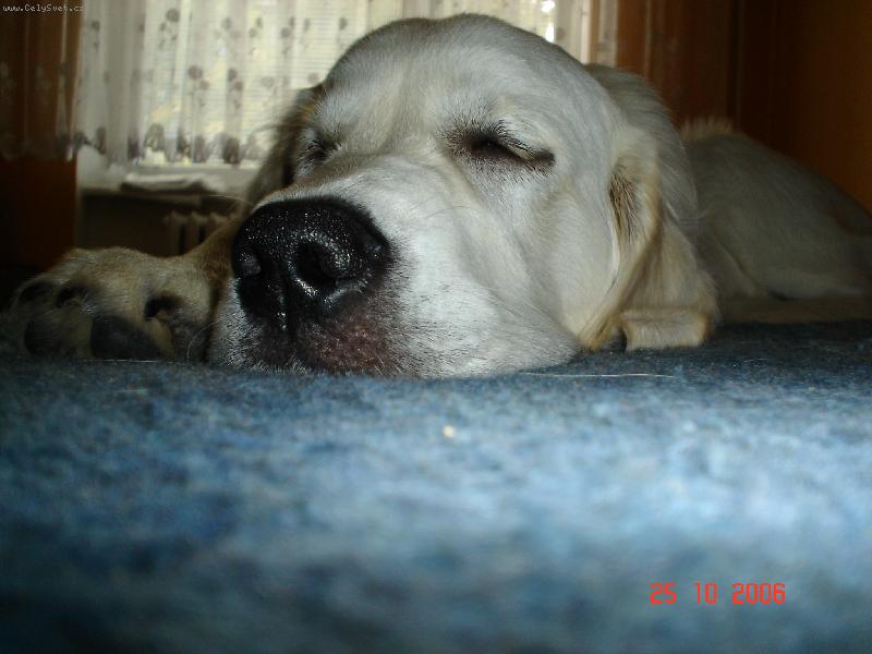 Foto: Bastien-sp�c� ps� miminko