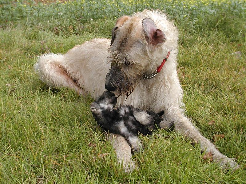 Foto: z oka do oka-maxipes miluj�c� minipsa