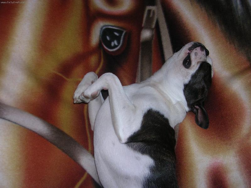 Foto: psisko-spici bostonsky terier