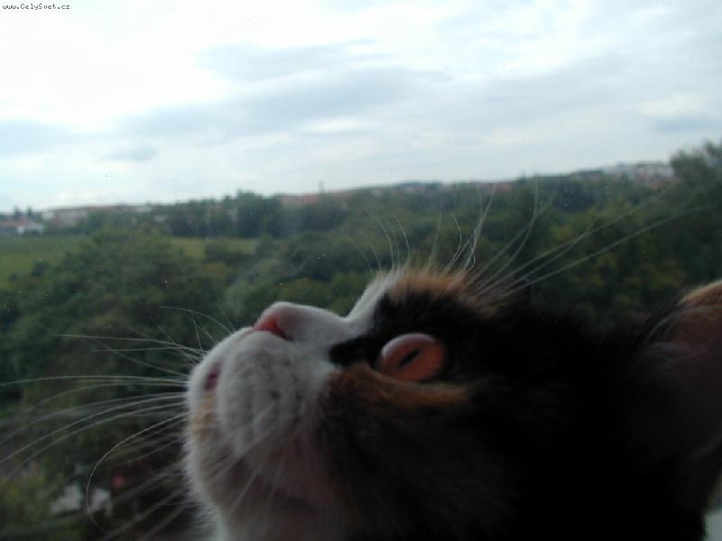 Foto: Ko�i�� pohled z okna