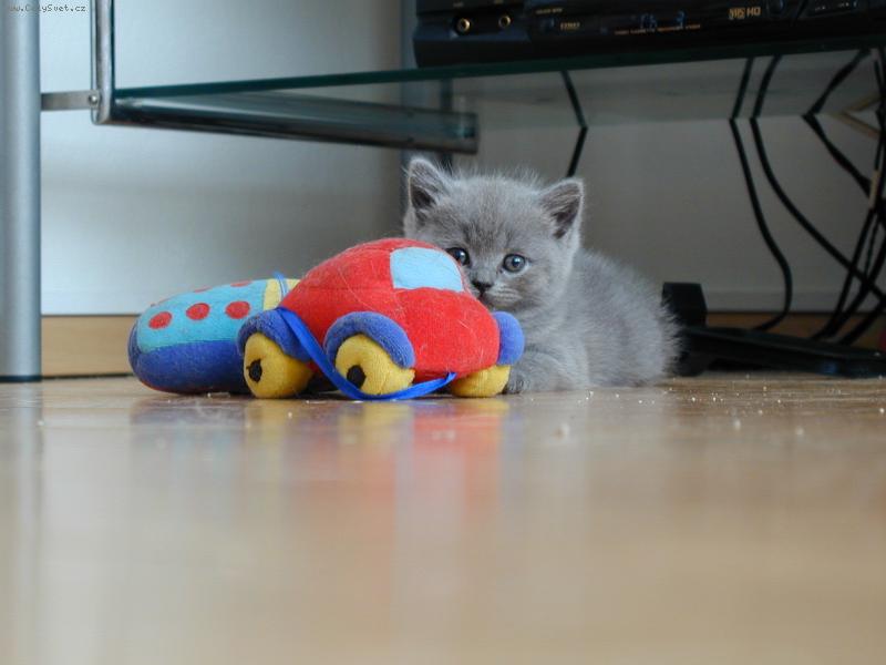 Foto: Auta se v�bec neboj�m!