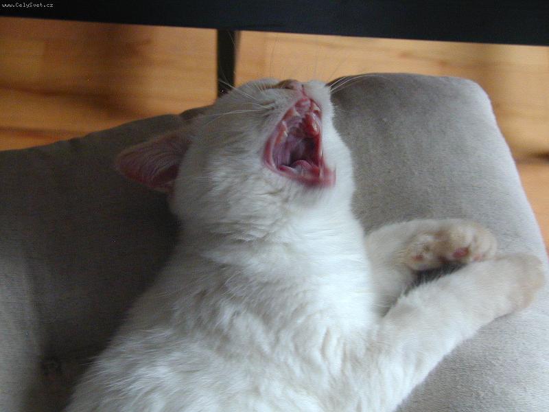 Foto: Kdo se sm�je naposled...