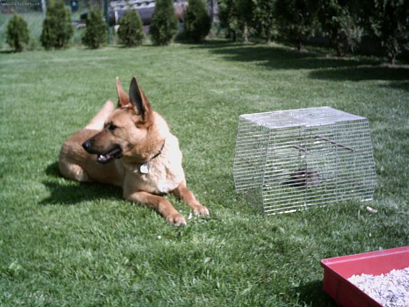 Foto: Hl�d�n� osm�ka degu(v kleci)-na�e S�rinka se necht�la od mikiho ani hnout.