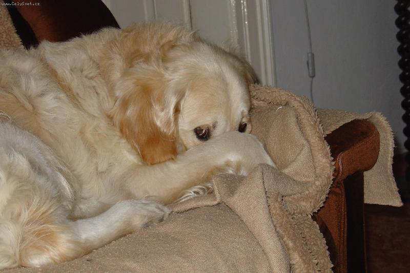 Foto: Dag�sek na gau�i-Styd��m se :o)