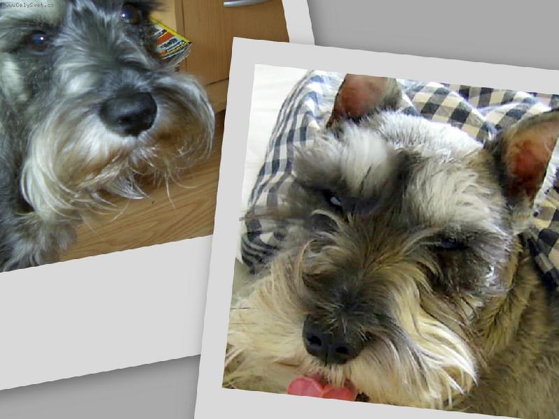 Foto: Nelinka-jako spo�i� monitoru