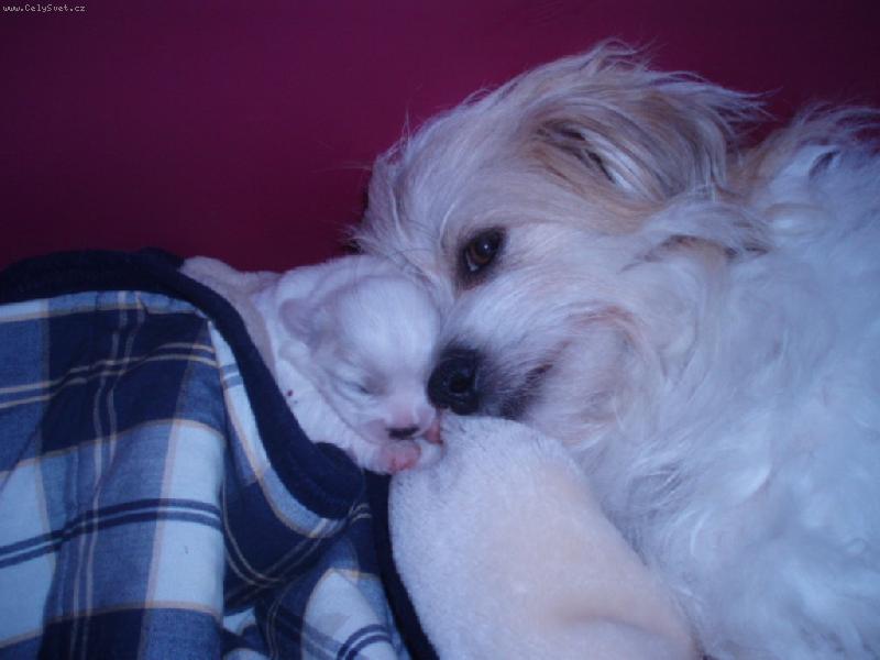 Foto: Mate�sk� ps� l�ska