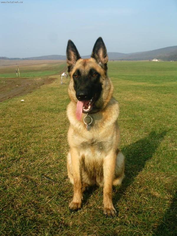 Foto: Tara-Tara na leti�ti Brno-Kom�