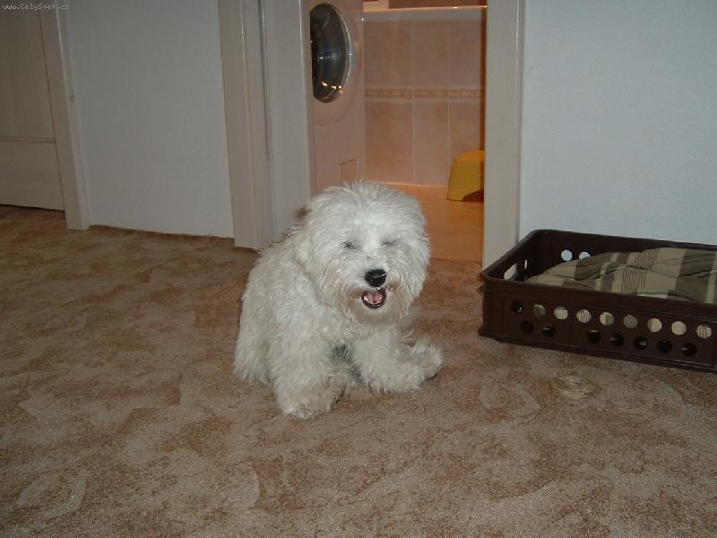 Foto: cha ch�, babi�ku u� jsem se�ral a te� zblajznu karkulku.