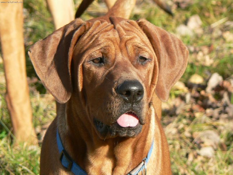 Foto: Dailley Diamant severu-u�oplesk!:)-5 m�s�c�