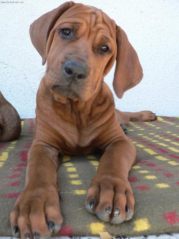 Foto: Co�e?-Ch.st.Diamant severu