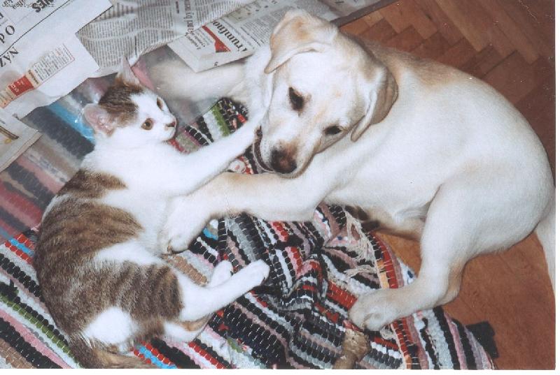 Foto: Ad�lka a Ferda-a pak �e se psi a ko�ky nesn��