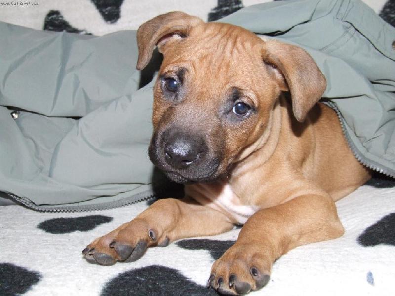 Foto: Denny 1-Denny zv�dav� pokukuje..