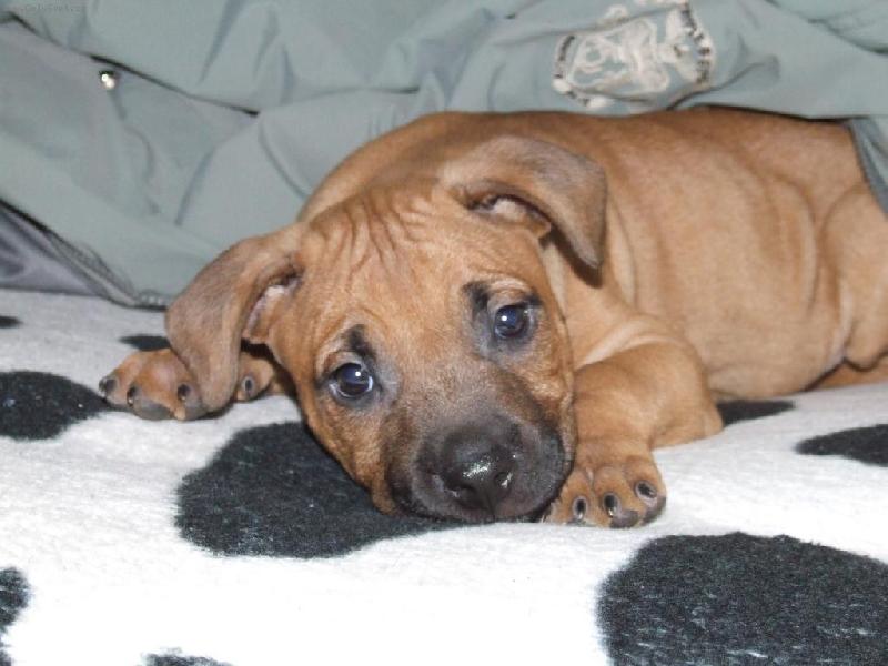 Foto: Denny 2-Na�e 7t�den� �t���tko Bandoga Dennyho..